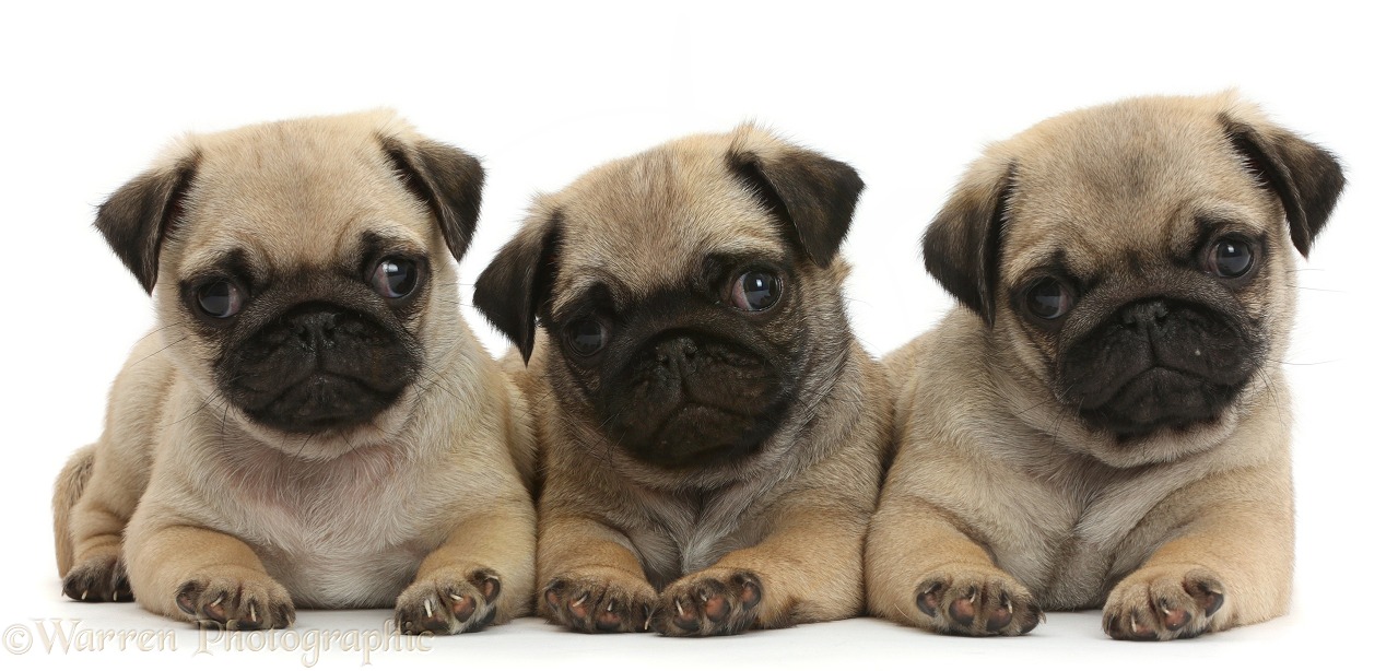 Three Pug puppies in a row, white background