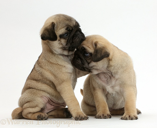 Two Pug puppies nuzzling, white background