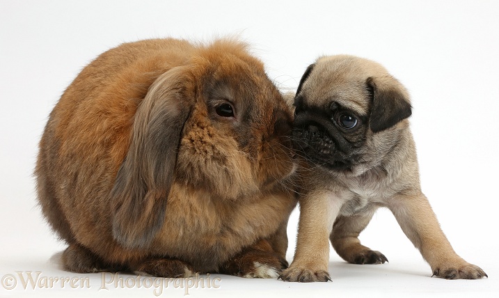 Pug puppy and rabbit, white background