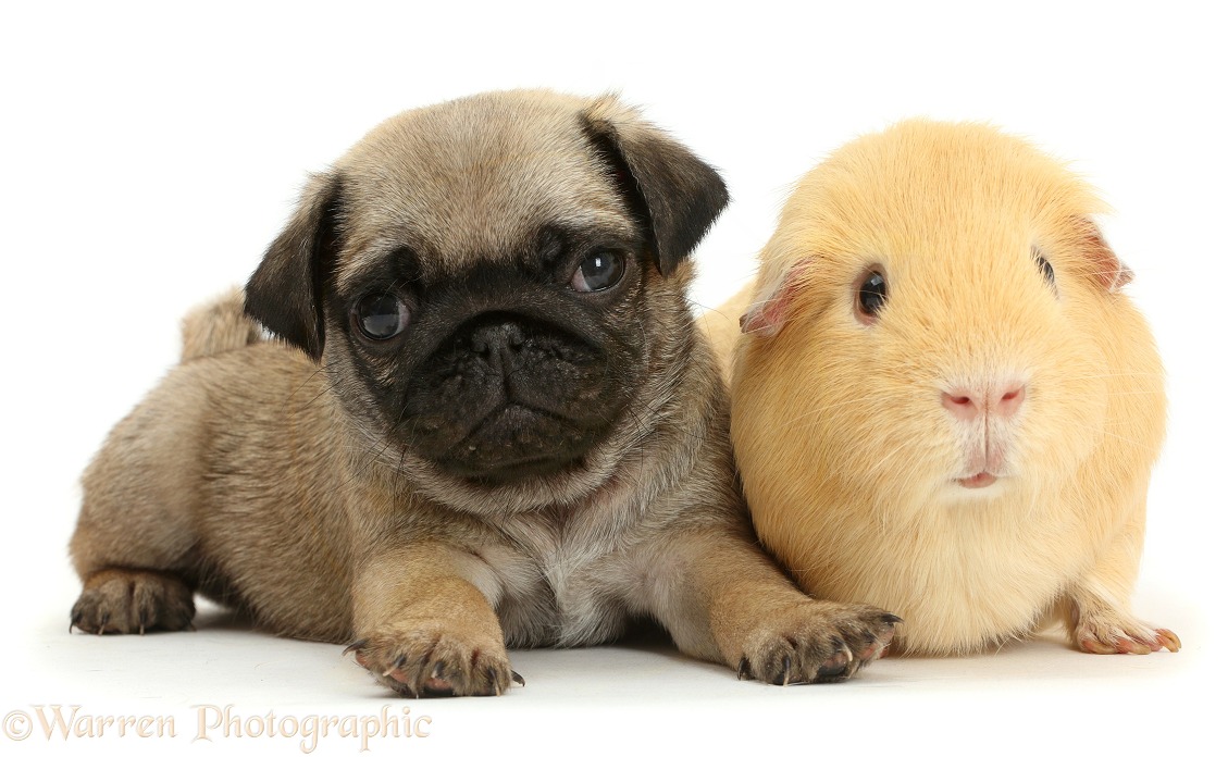 Pug puppy yellow Guinea pig, white background