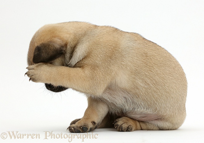 Playful Pug puppy hiding head in shame, white background
