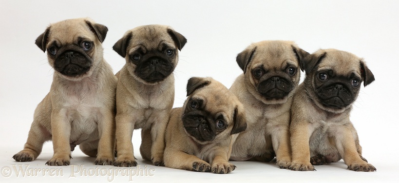 Five Pug puppies in a row, white background