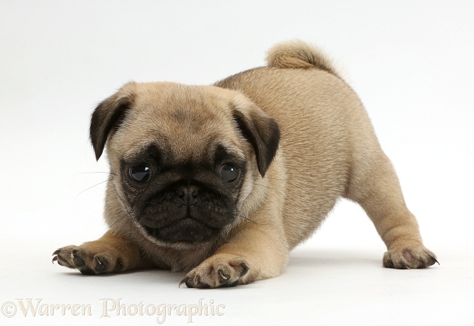 Playful Pug puppy in play-bow, white background
