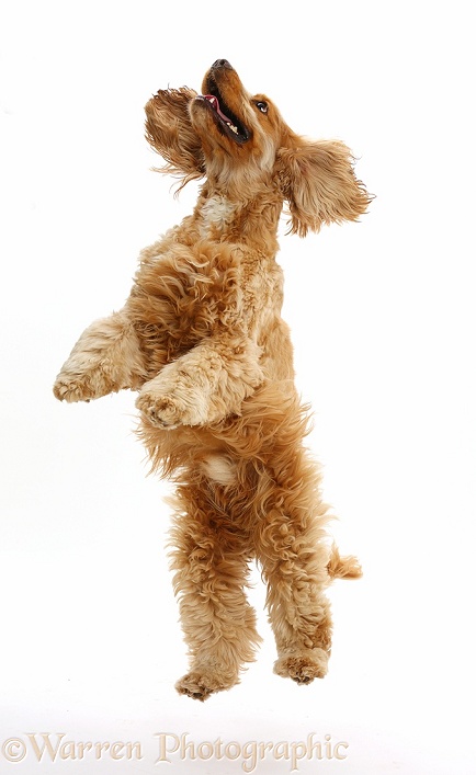 Golden Cocker Spaniel dog, Henry, 3 years old, jumping up, white background