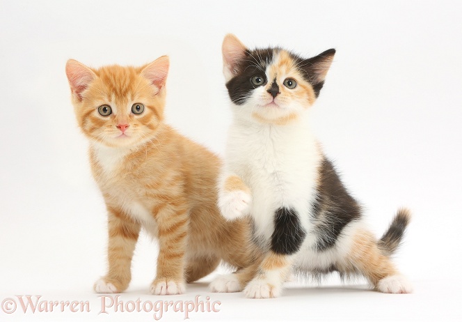 Ginger kitten and tortoiseshell kitten, white background
