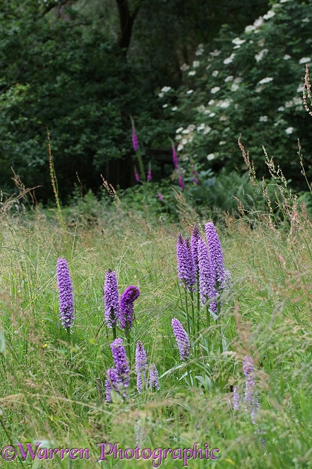 Southern Marsh Orchid (Dactylorhiza praetermissa) growing in a damp meadow