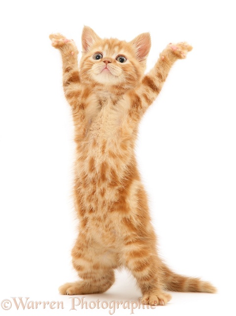 Red tabby British Shorthair kitten, reaching up and dancing YMCA, white background