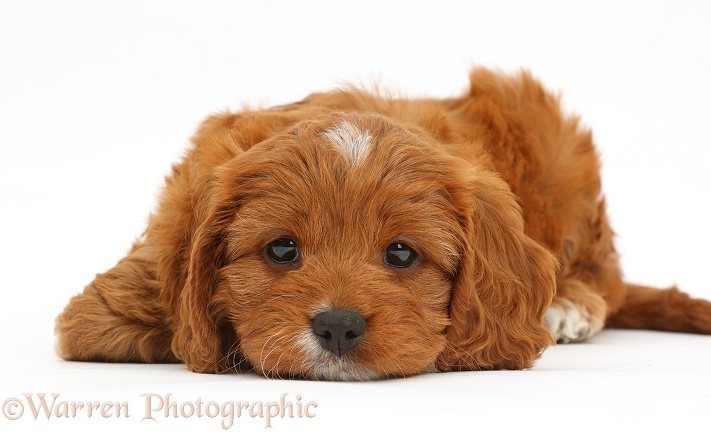 Cavapoo puppy, 6 weeks old, with chin on floor, white background