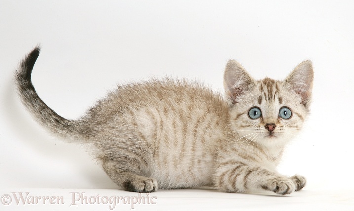 Playful Sepia tabby Bengal-cross kitten, white background