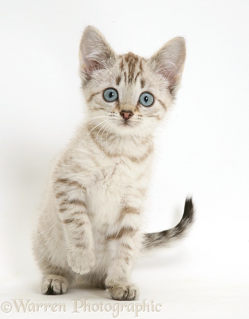 Sepia tabby Bengal-cross kitten, white background