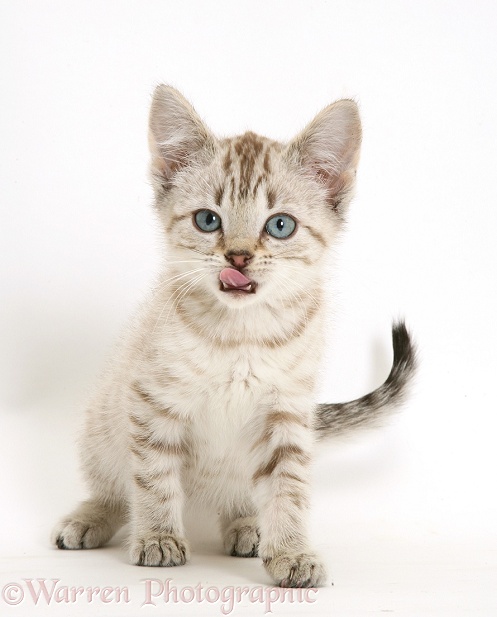 Sepia tabby Bengal-cross kitten with tongue out, white background