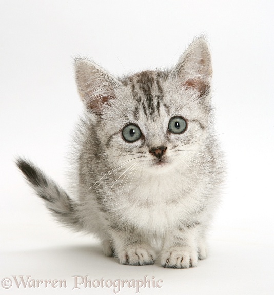 Silver tabby Bengal-cross kitten, white background