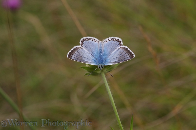 Chalkhill Blue Butterfly (Lysandra coridon) male