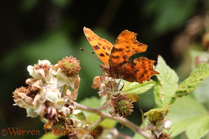 Comma Butterfly (Polygonia c-album) female feeding on Bramble