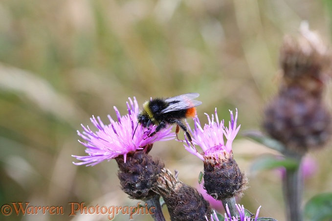 Early Bumble Bee (Bombus pratorum) visiting Knapweed