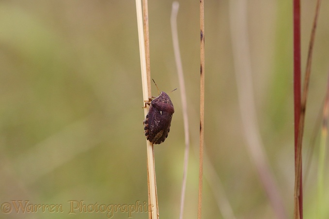 European Tortoise Bug (Eurygaster testudinaria)