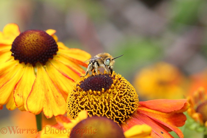 Little Flower Bee (Anthophora bimaculata) male feeding on Helenium flower