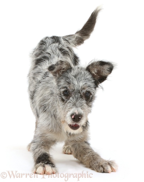 Blue merle mutt puppy in play-bow, white background