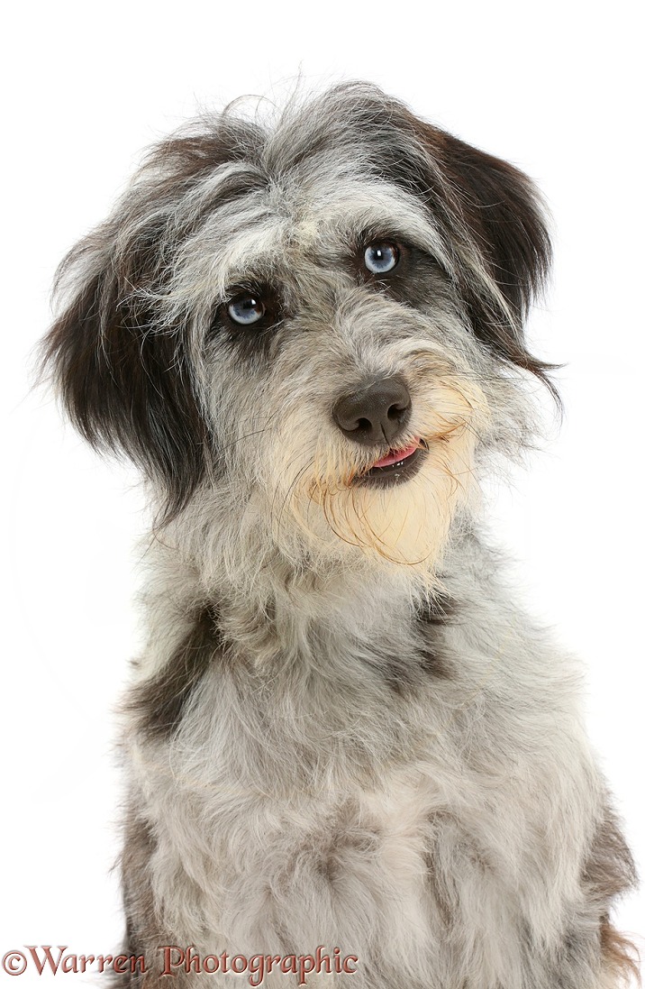 Blue merle Cadoodle mutt, white background