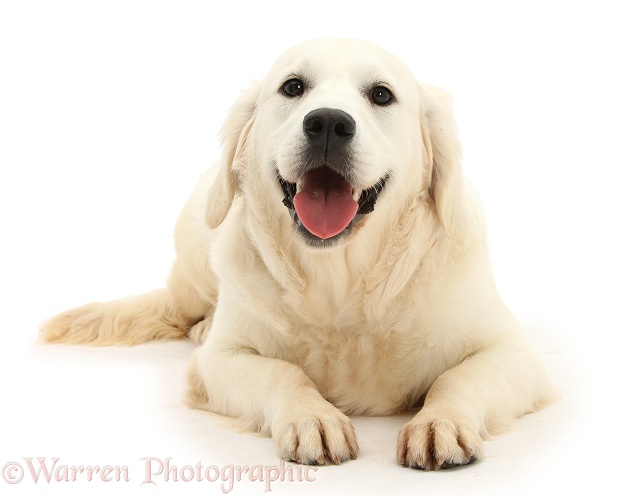 Golden Retriever, Daisy, 9 months old, white background