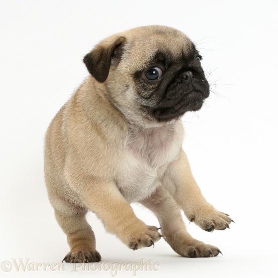 Playful Pug puppy standing and falling, white background