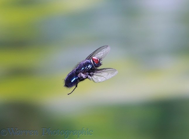 Bluebottle Fly (probably Protophormia species) in flight