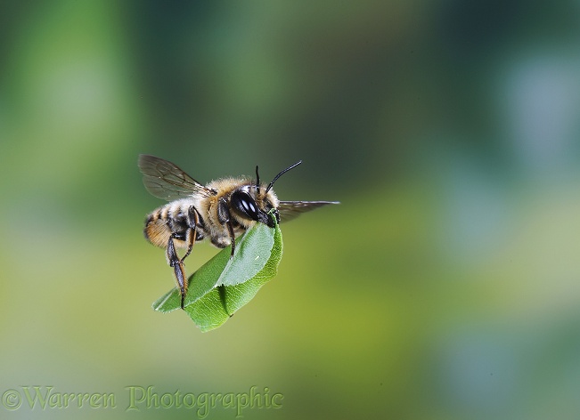 Leaf-cutting Bee (Megachile species) female in flight with cut leaf section