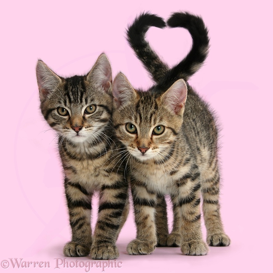 Tabby kittens, Stanley and Fosset, 12 weeks old, walking together, white background