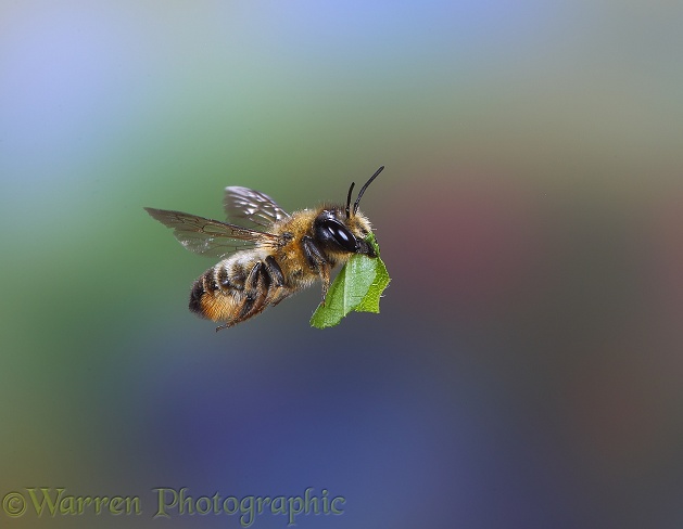 Leaf-cutting Bee (Megachile  species) carrying leaf section
