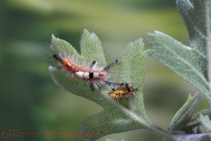 Vapourer Moth (Orgyia antiqua) caterpillar on Oriental Hawthorn with recently cast skin