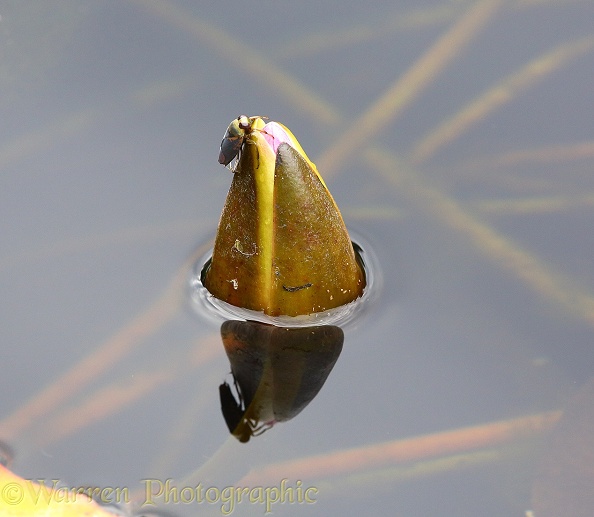 Water Boatman or Backswimmer (Notonecta glauca) preparing to fly from a lily bud