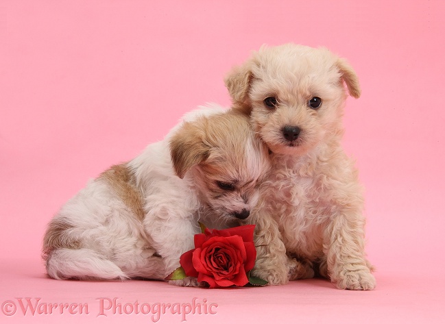 Two cute Bichon Frise x Yorkshire Terrier pups, 6 weeks old, with red rose on pink background