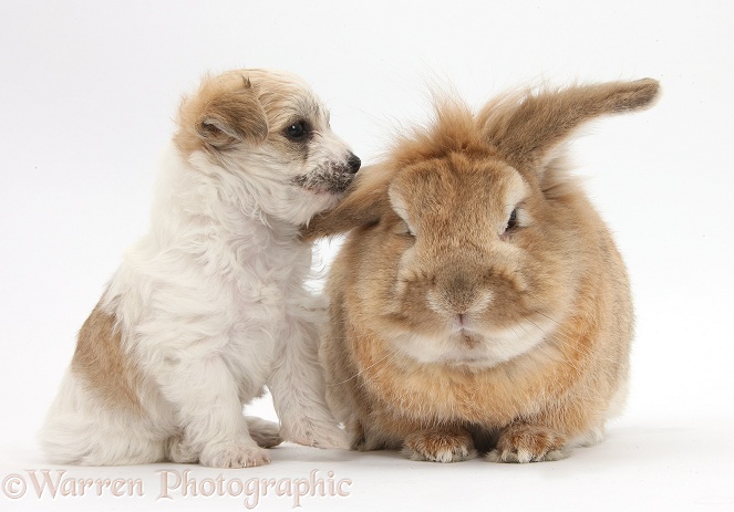 Bichon Frise x Yorkshire Terrier pup, 6 weeks old, and Sandy rabbit, Tedson, white background