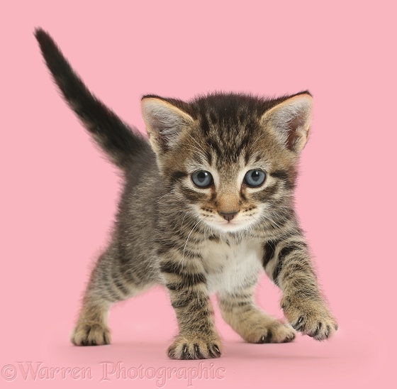 Adorable tabby kitten, 5 weeks old, walking, white background