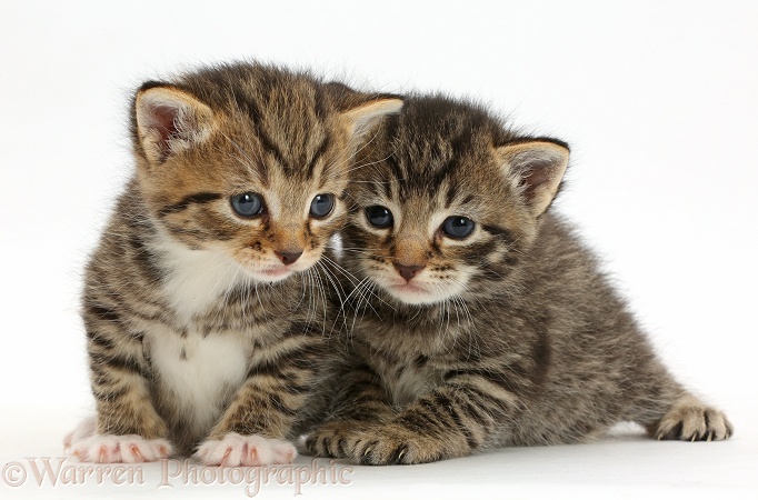 Cute tabby kittens, 3 weeks old, white background