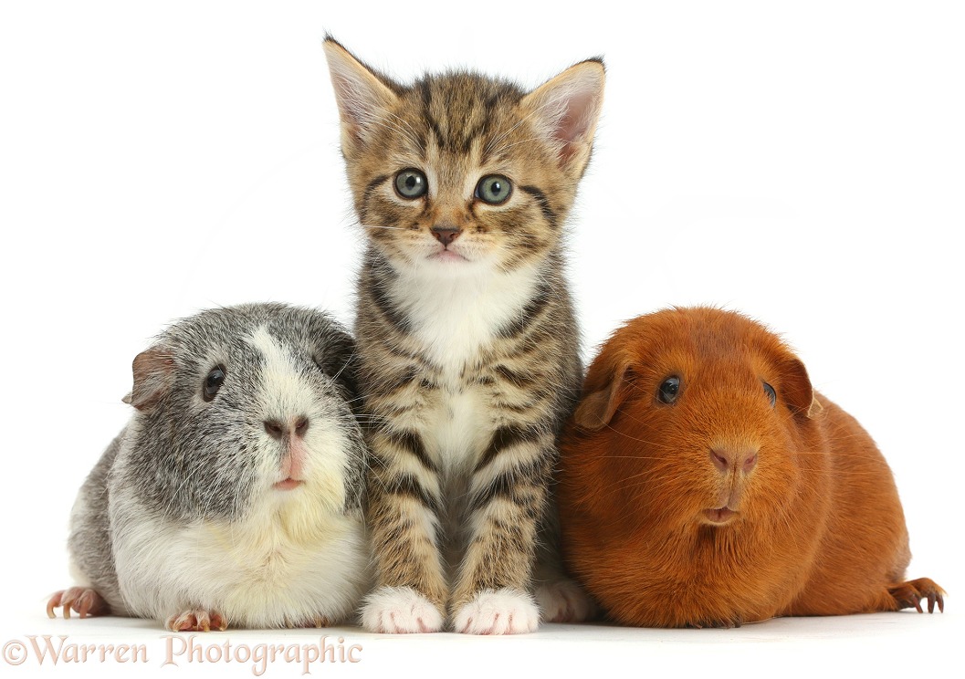 Cute tabby kittens, 5 weeks old, and Guinea pigs, white background