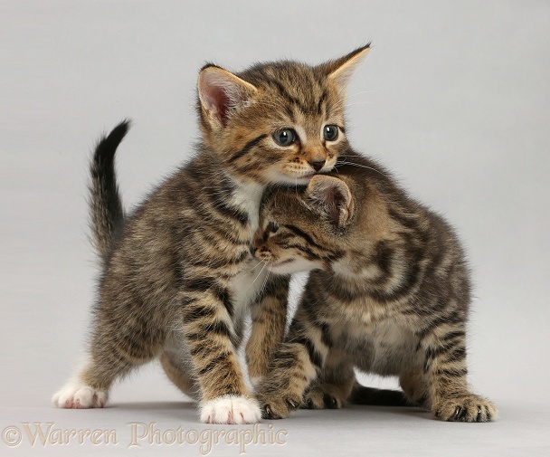 Tabby kittens, 5 weeks old, standing on grey background