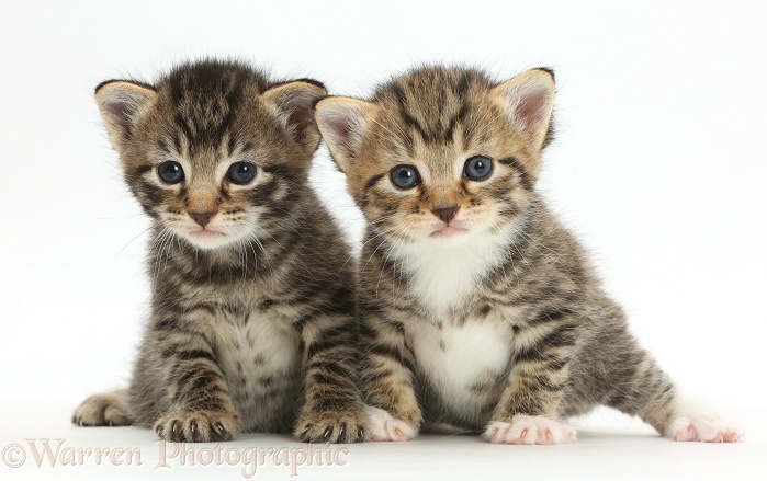 Cute tabby kittens, 3 weeks old, white background