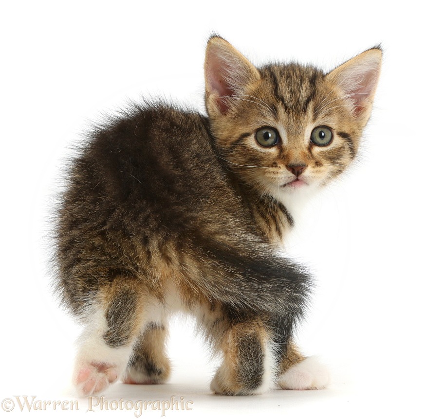 Cute tabby kitten, 6 weeks old, looking round, white background