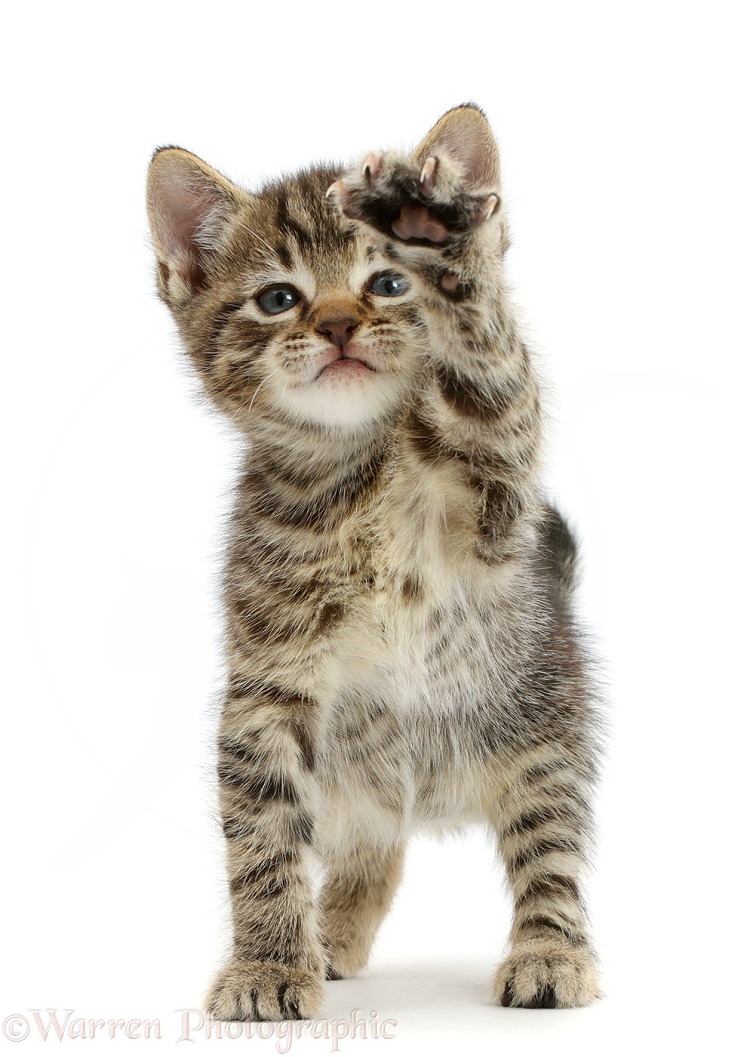 Small tabby kitten, 6 weeks old, with raised paw, white background