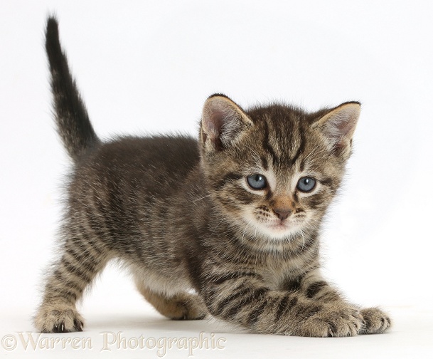 Tabby kitten, 6 weeks old, in play-bow posture, white background
