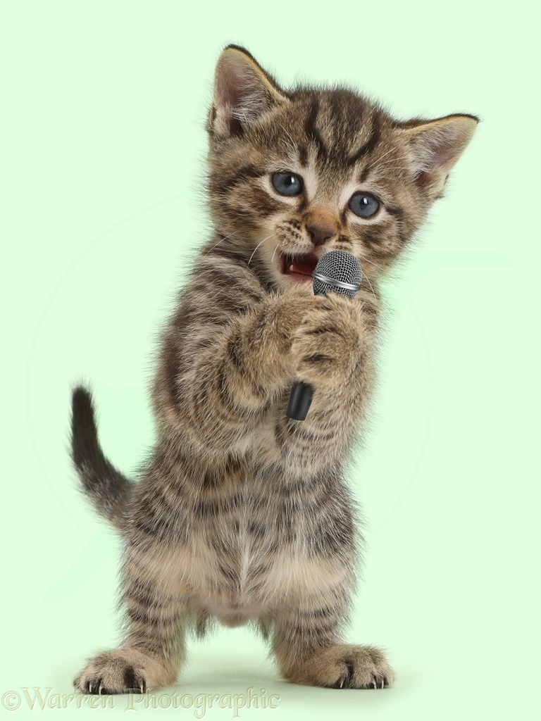 Small tabby kitten, 6 weeks old, holding and singing into microphone 1, white background