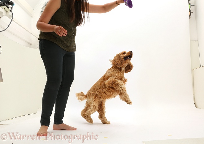 Golden Cocker Spaniel dog, Henry, 3 years old, jumping up, white background