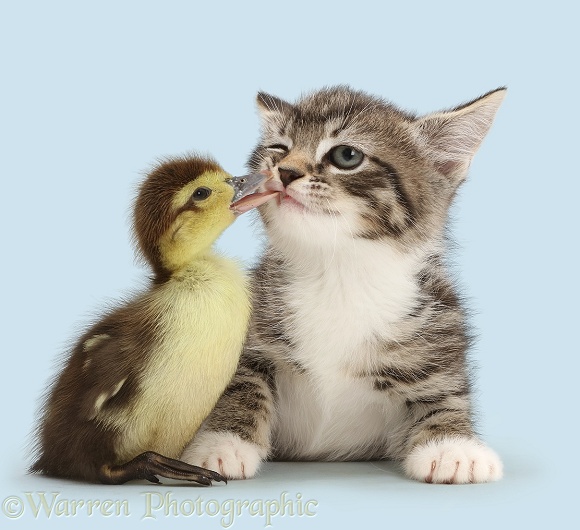 Duckling tweaking the lip of tabby kitten, white background