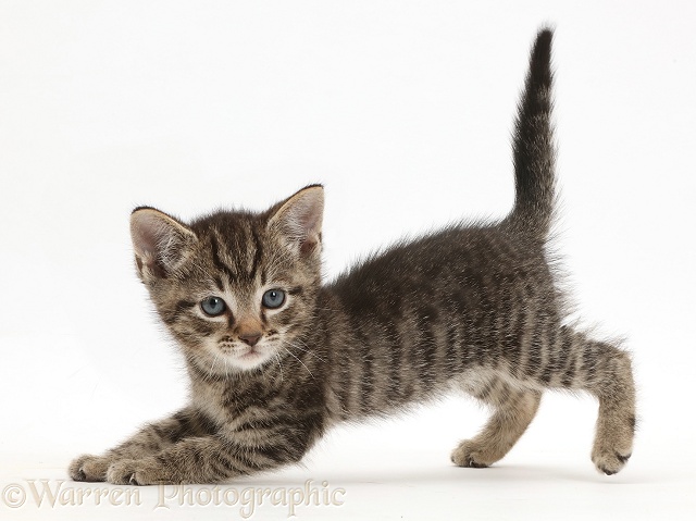 Small tabby kitten, 7 weeks old, in play-bow posture, white background