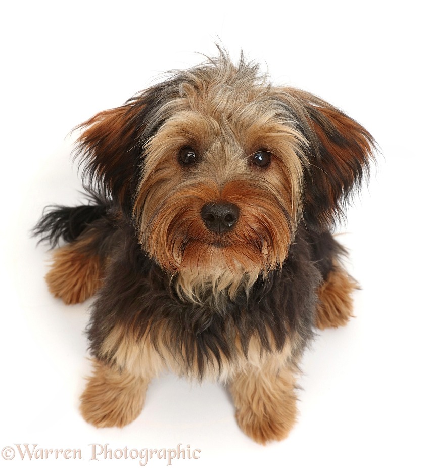Yorkipoo dog, Oscar, 6 months old, white background