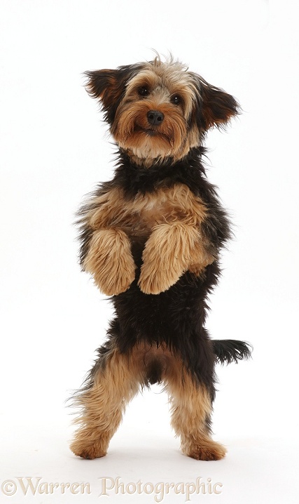 Yorkipoo dog, Oscar, 6 months old, jumping up playfully, white background
