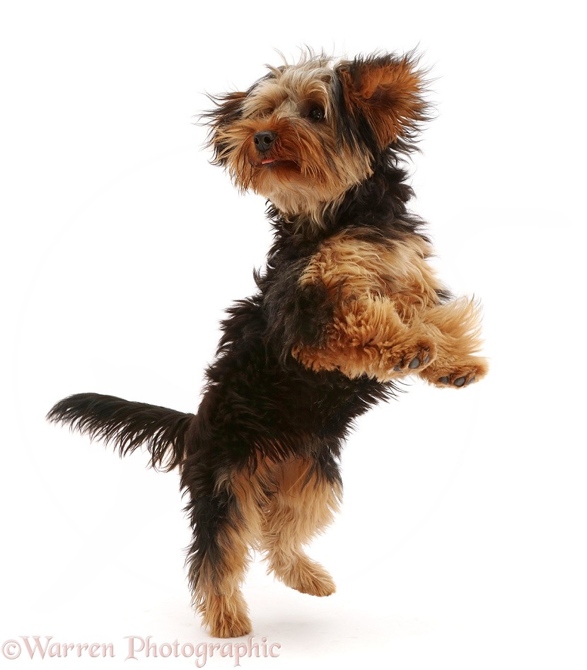 Yorkipoo dog, Oscar, 6 months old, jumping up playfully, white background