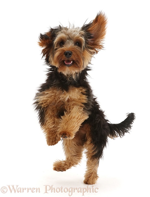 Yorkipoo dog, Oscar, 6 months old, jumping up playfully, white background