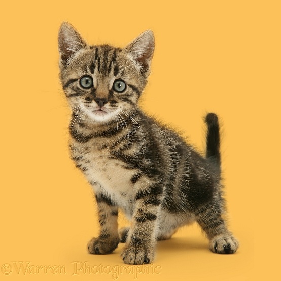 Brown tabby kitten, white background